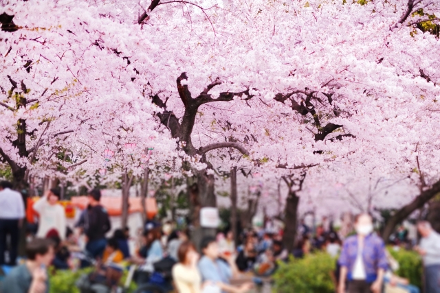 The Significance Of Cherry Blossom In Japanese Culture Yamabuki Japan